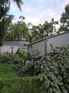 Tree down