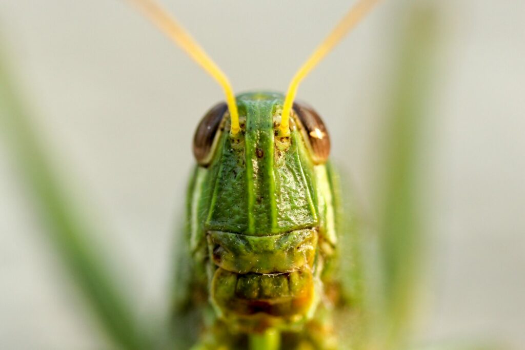 Grasshoppers Consume Cannabis Crop