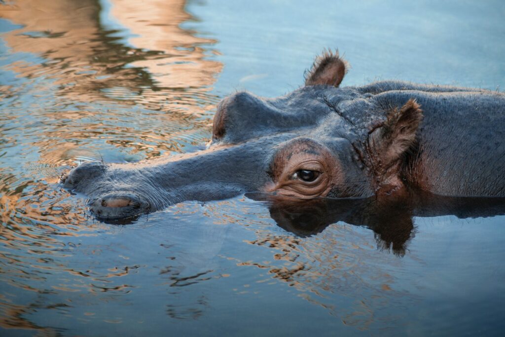 Baby Hippo Born in Wichita Zoo