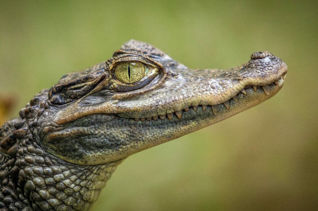 Search Underway For Emotional Support Gator