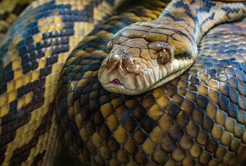 Man Flees Police With Snake In Pants