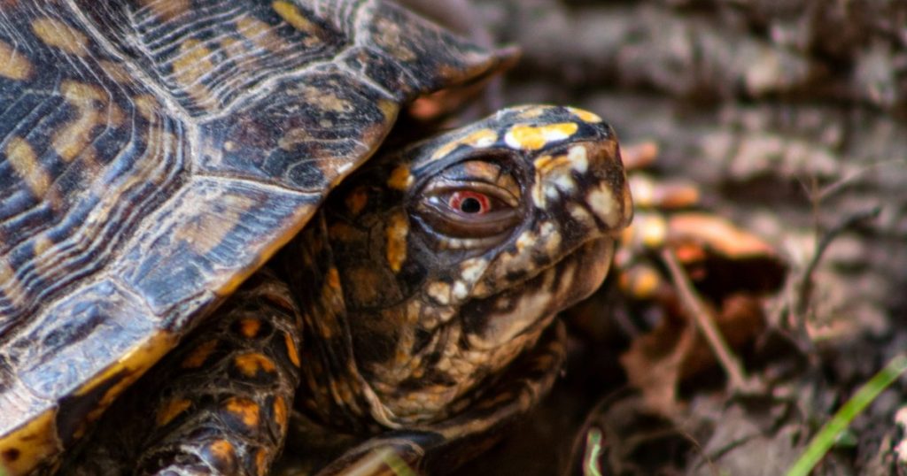 Busted Toting Turtles to Canada