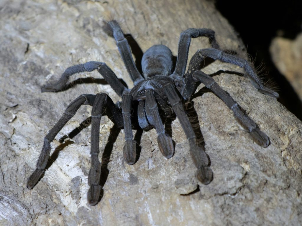 SMUGGLER CAUGHT WITH TARANTULAS STRAPPED ...