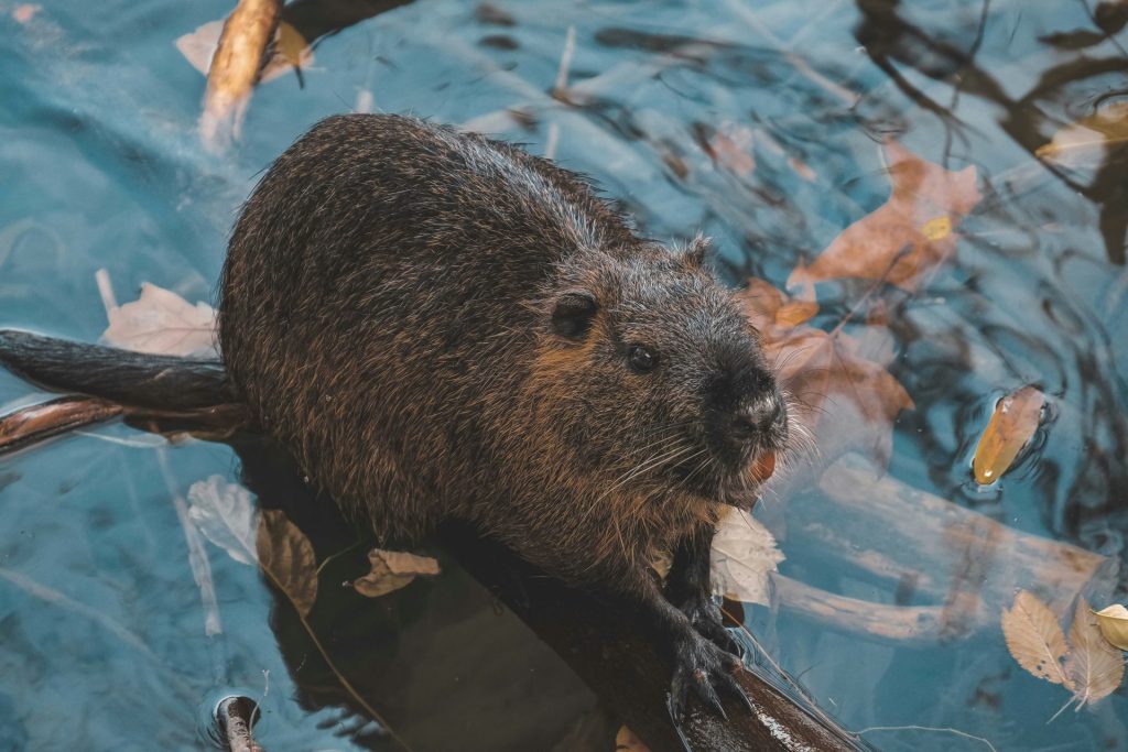 Busy Beavers Beat Bureaucracy