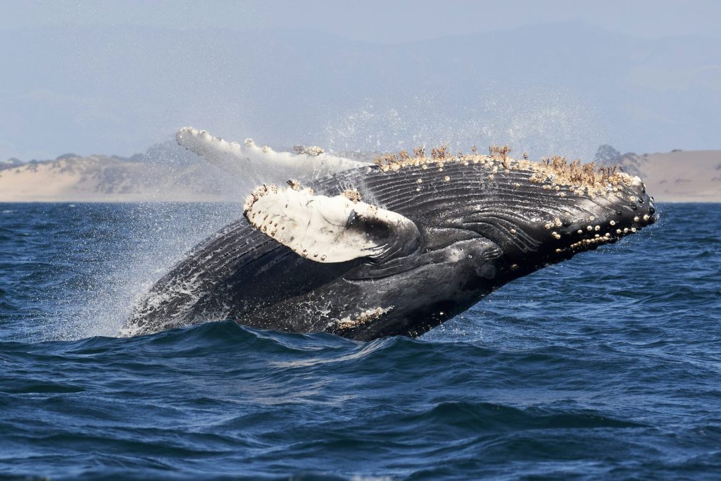 Whale Swallows Kayaker, Temporarily