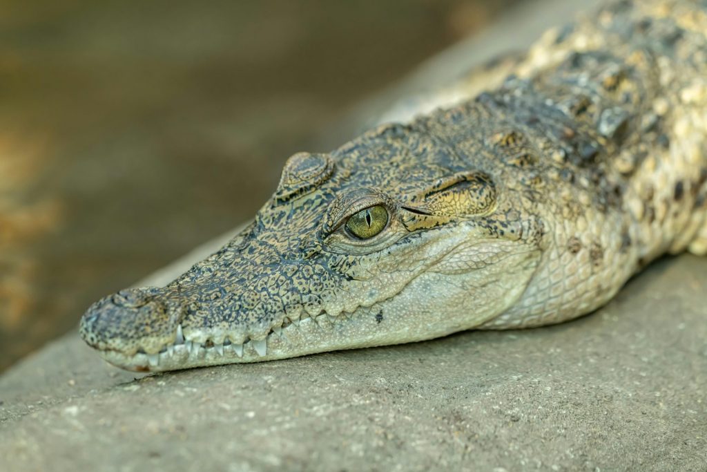 Man Wakes Up To Gator In Kitchen