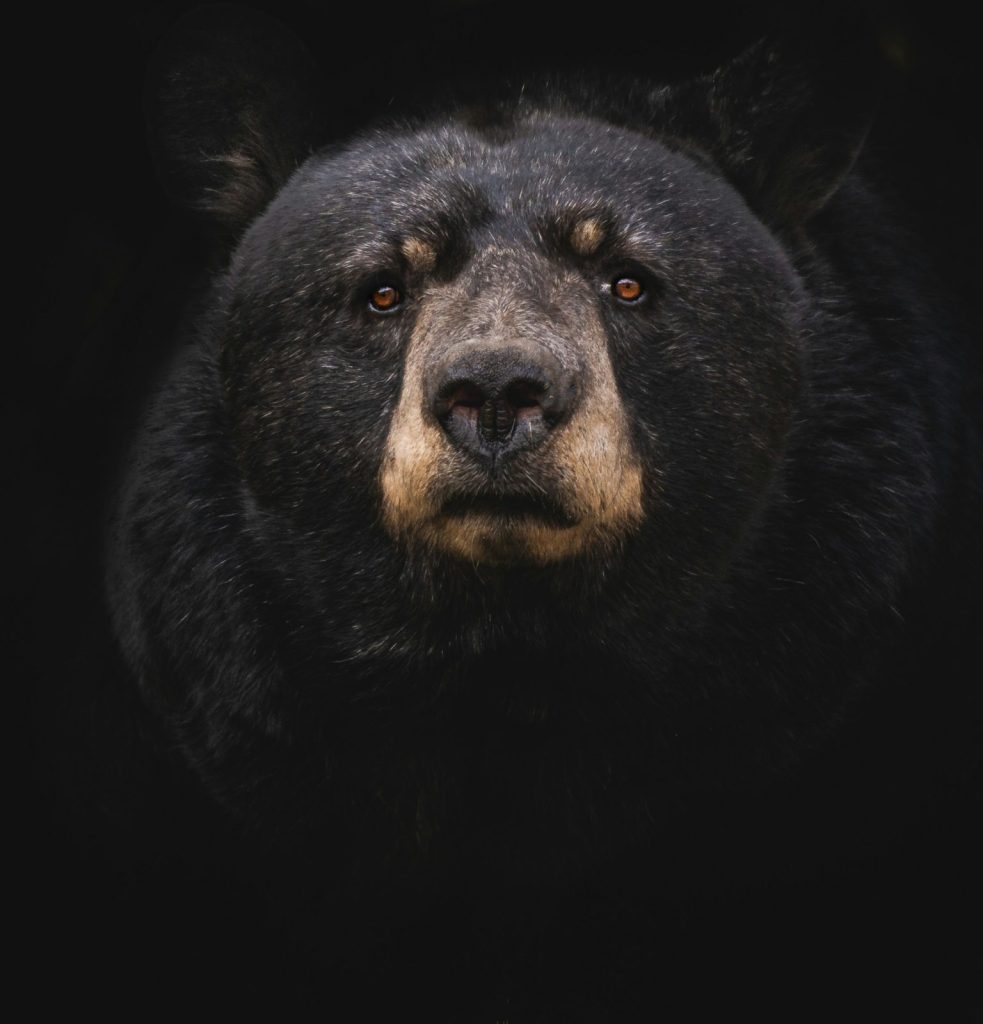 Bear Busts Into 7 Cars in 1 Night