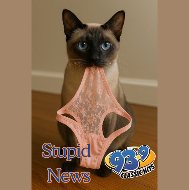 Feline Felon Found Nicking Neighbors Knic...