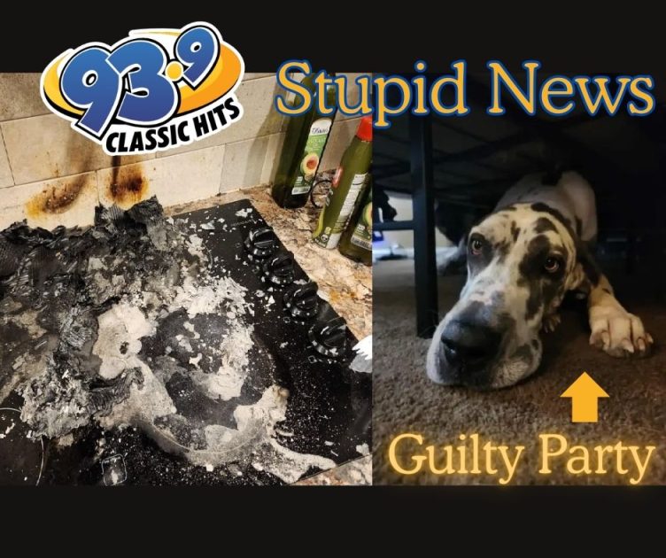 Pizza Hungry Hound Starts Stovetop Fire