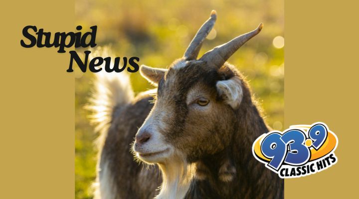 Deputy Attempts Goat Whispering in Washin...